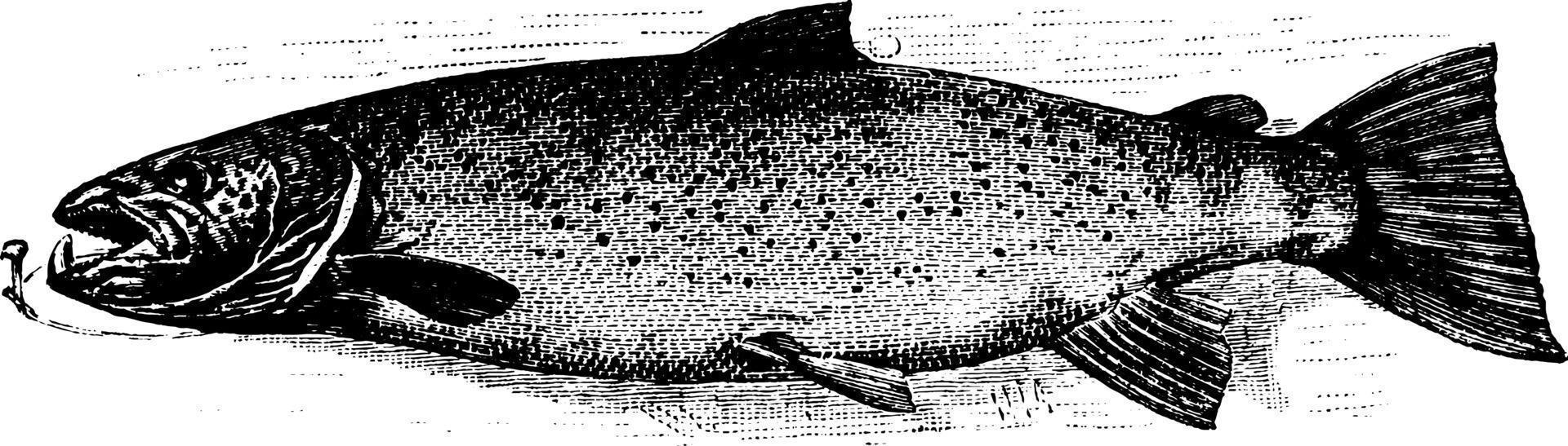 Lachs, Vintage-Illustration. vektor