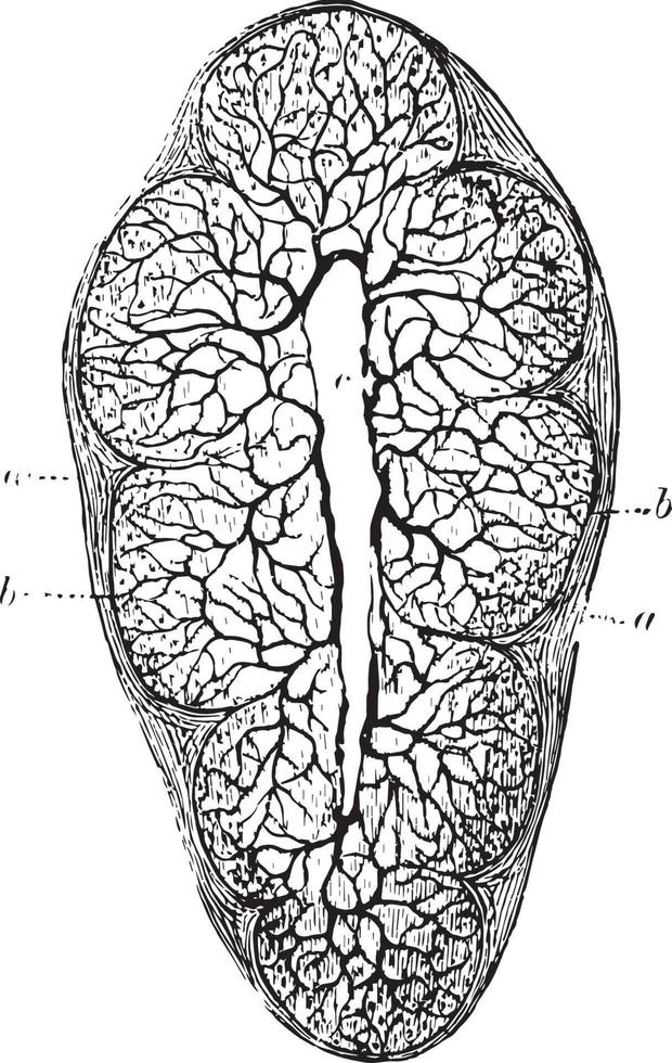 lobule av bräss körtel, årgång illustration. vektor