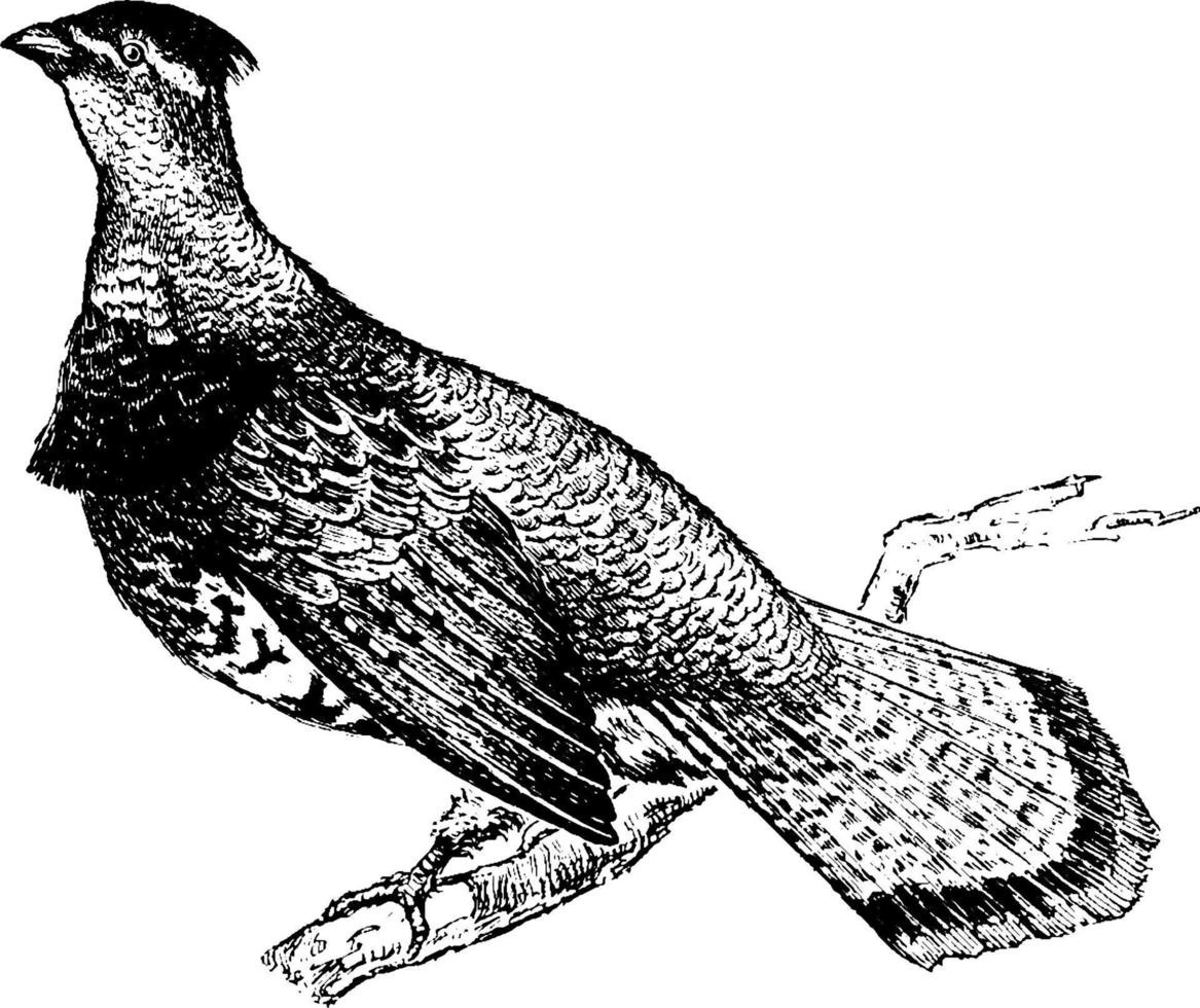 Kragenhuhn, Vintage Illustration. vektor