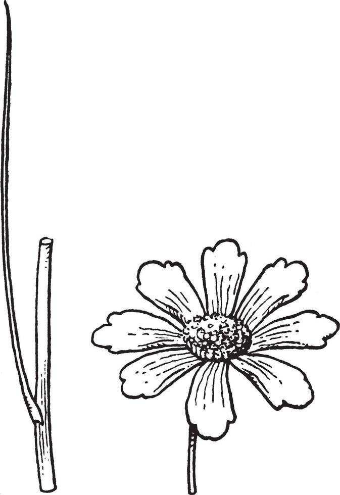 gren, blomma, coreopsis, blommor, få, prålig, typ Rosa, lila årgång illustration. vektor
