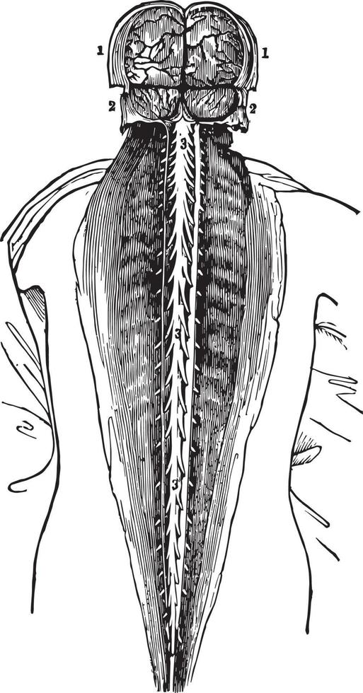 spinal märg, årgång illustration vektor