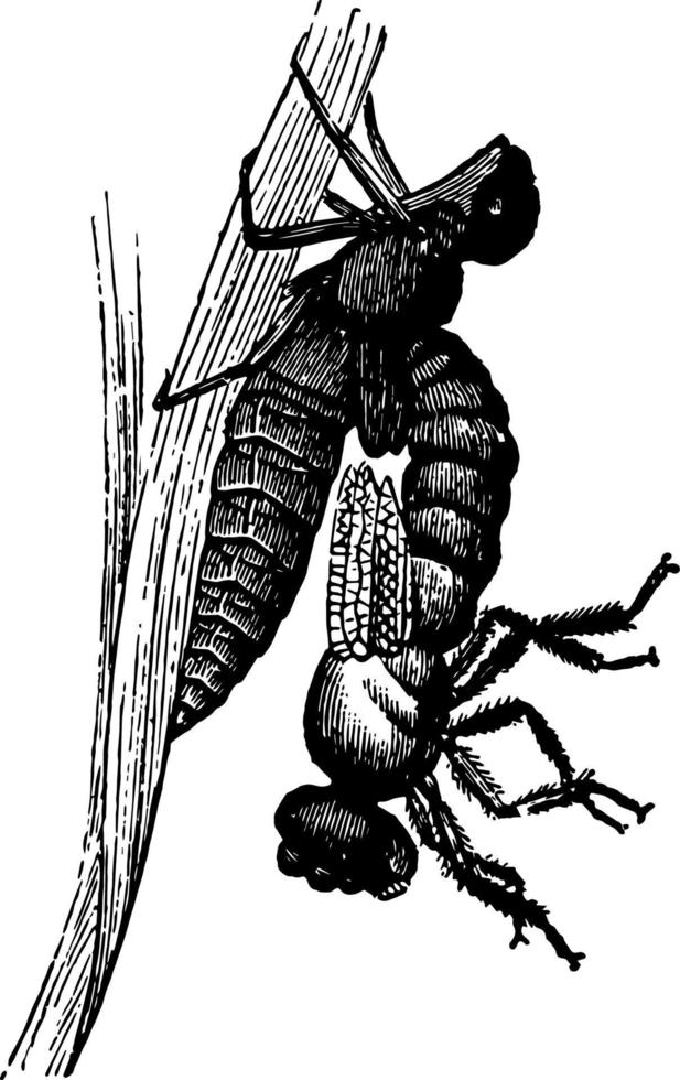 Libellula auftauchende Vintage Illustration. vektor