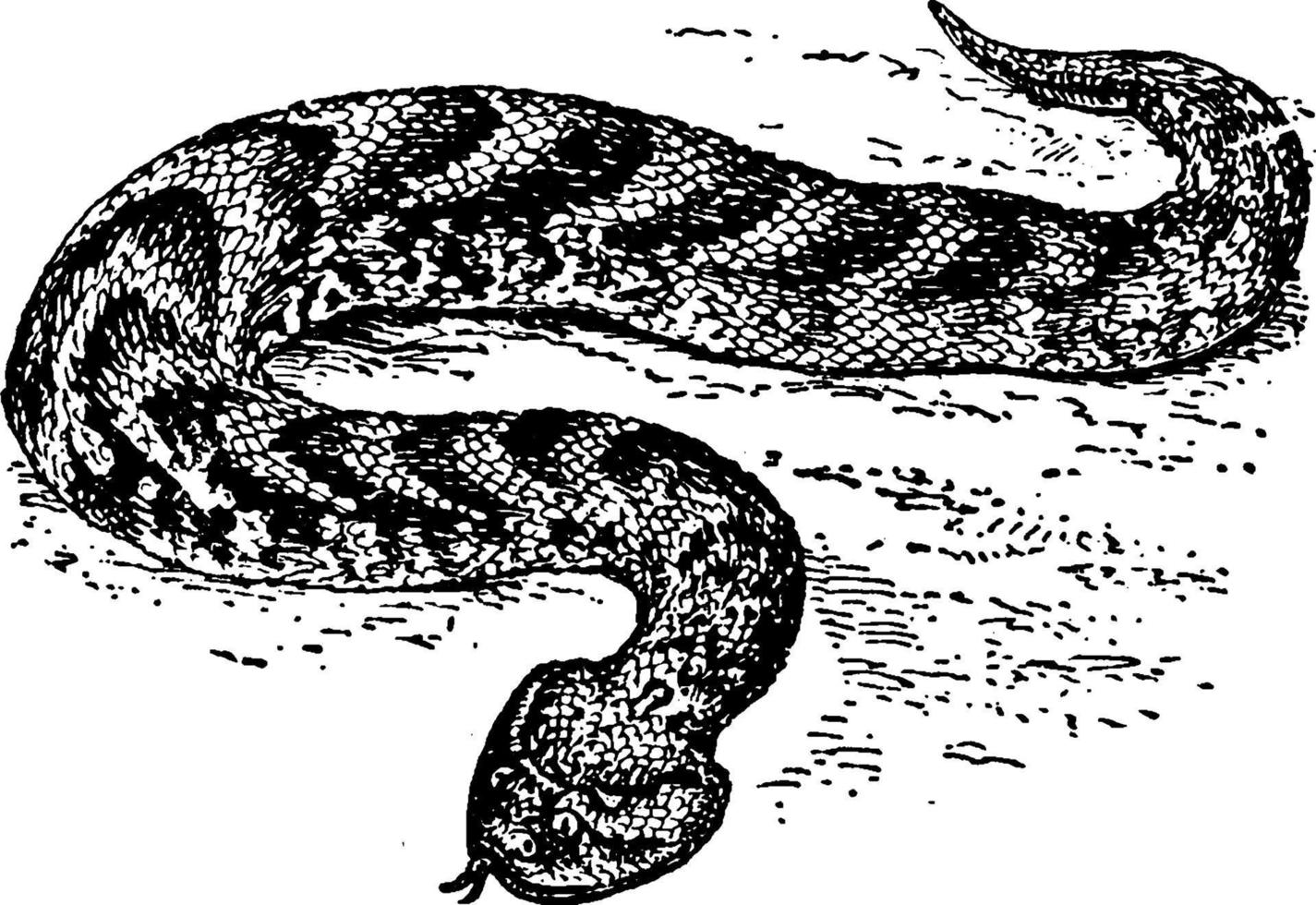 puffadder bitis arietaner, årgång illustration vektor