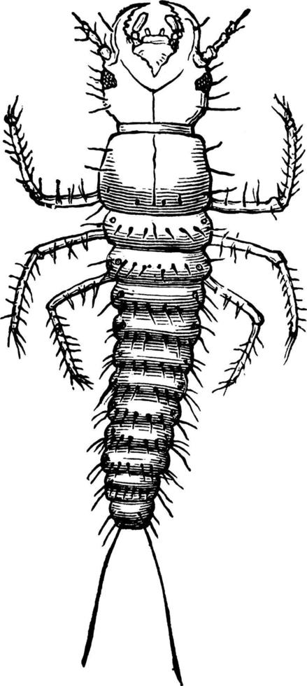 gräshoppa, årgång illustration. vektor