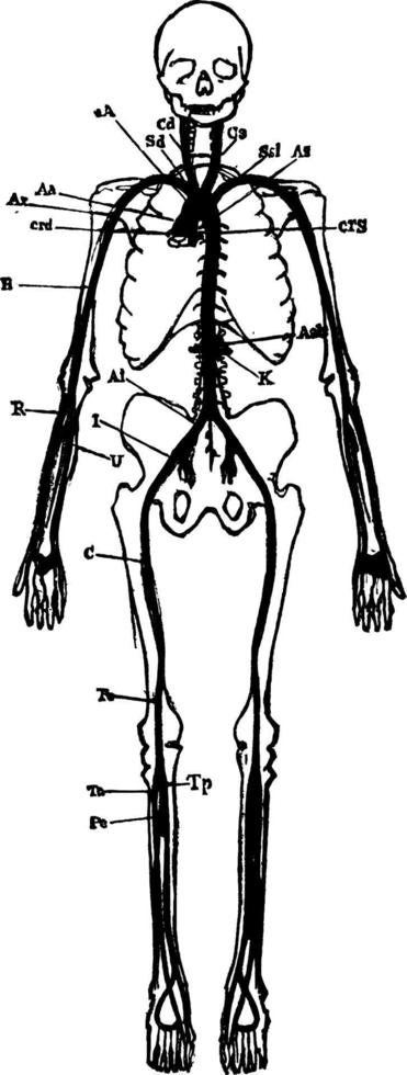 de huvud artärer av de kropp, årgång illustration. vektor