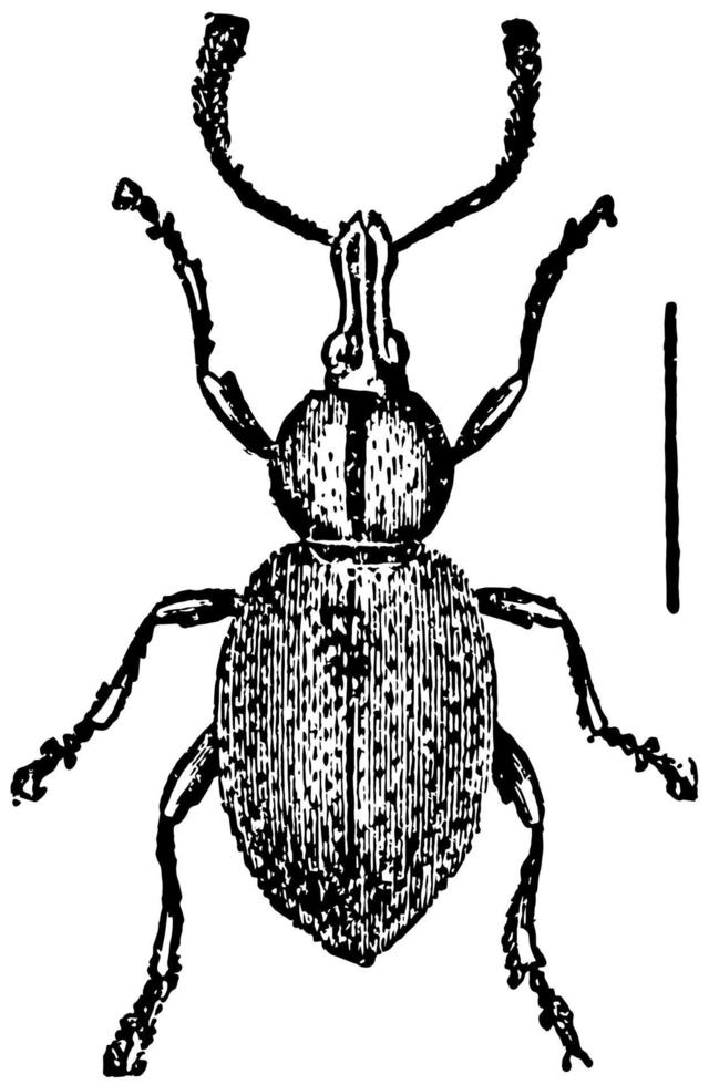 otiorrhynchus ligustici, årgång illustration. vektor