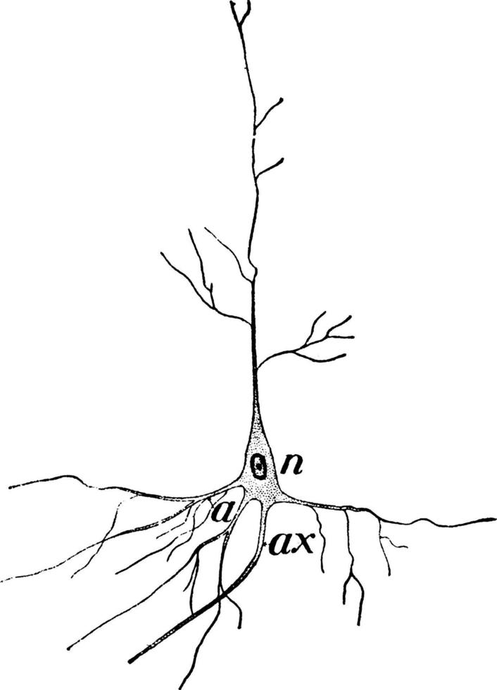 nerv cell, årgång illustration vektor