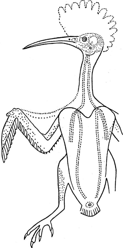 wiedehopf upupa epop, vintage illustration. vektor