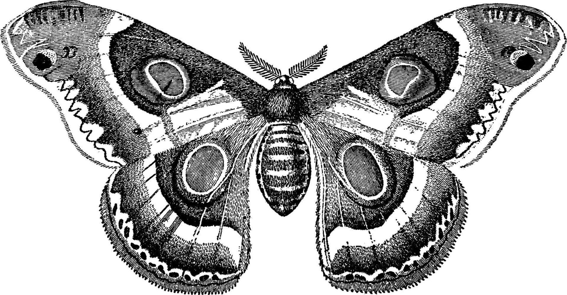 bombycina, årgång illustration. vektor