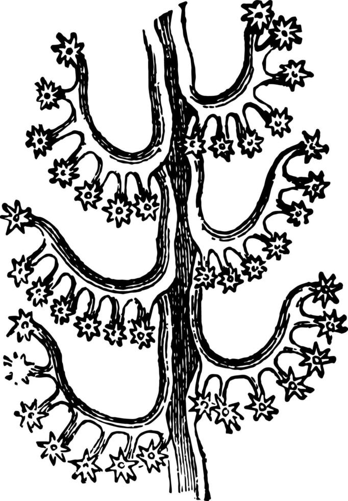 Zweig der losen geflügelten Virgularia-Weinleseillustration. vektor