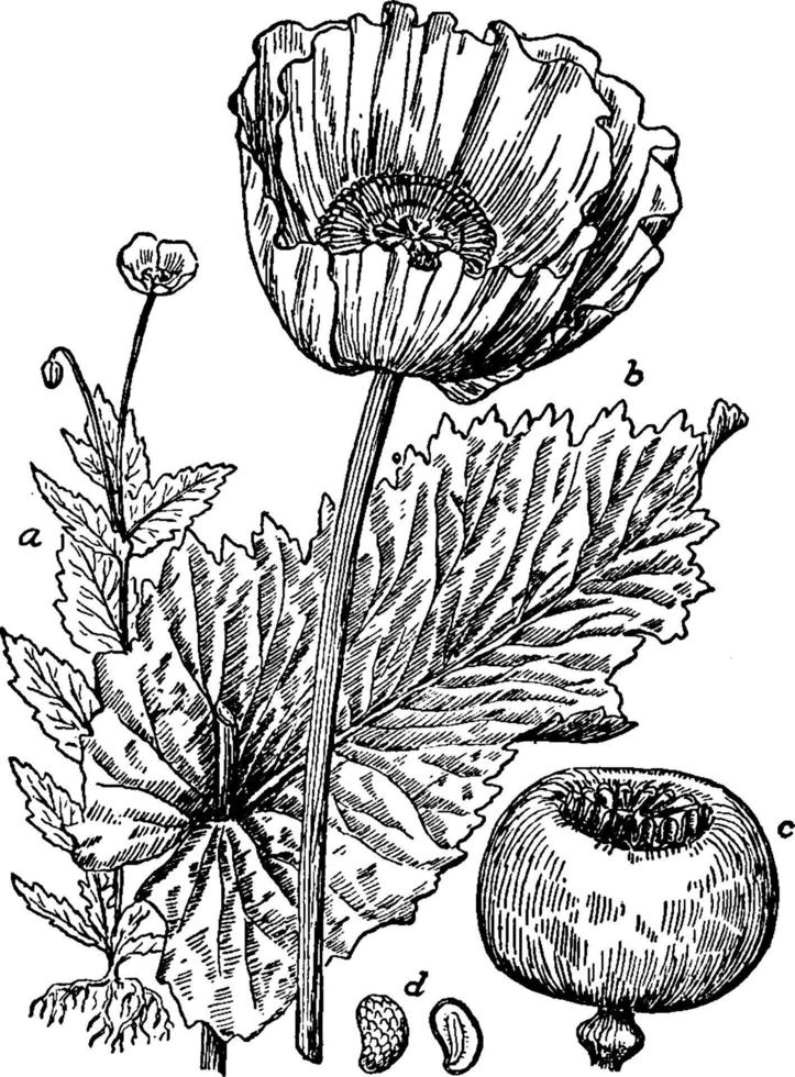 opium vallmo årgång illustration. vektor