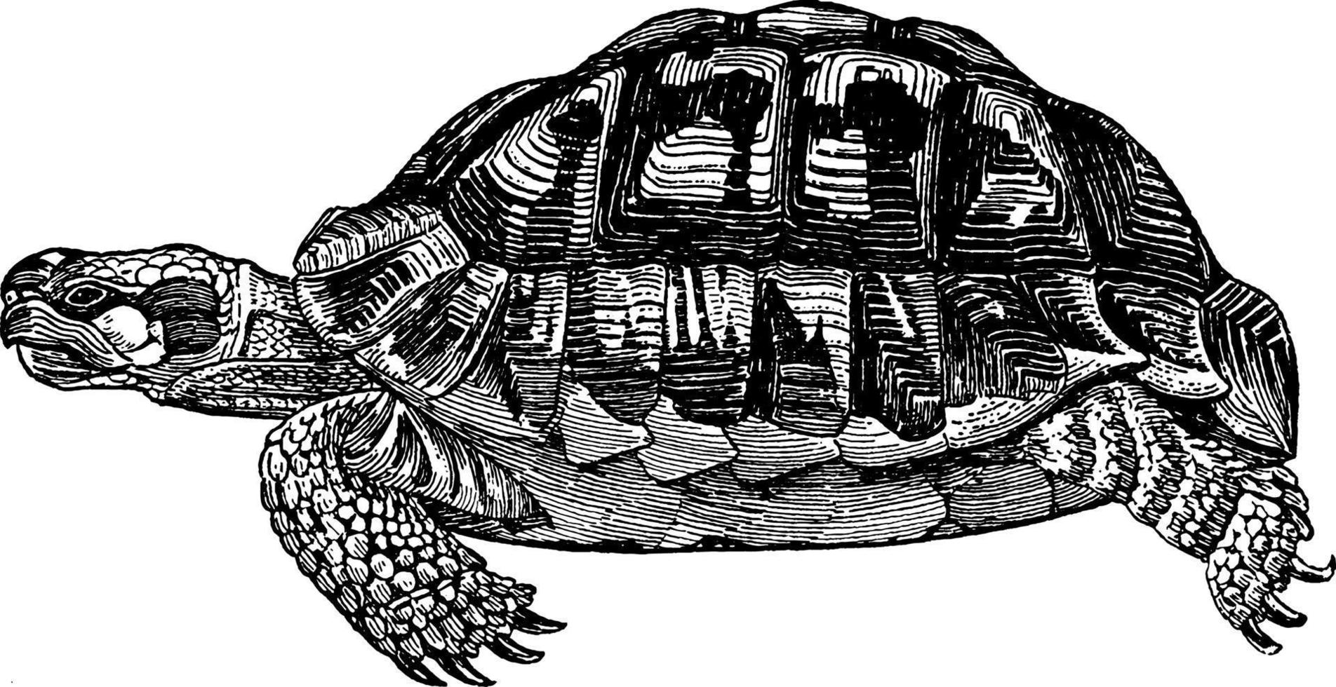 Schildkröte Testudinidae, Vintage-Illustration. vektor