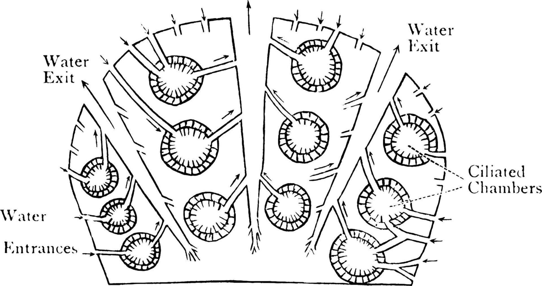 kommersiell gastrula, årgång illustration. vektor