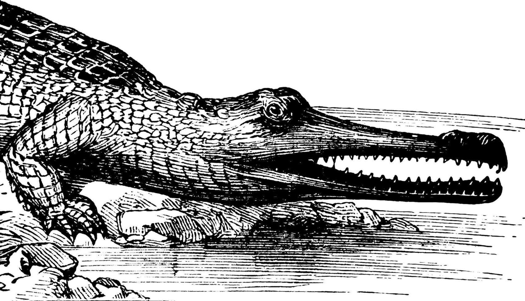 Gharial, Vintage-Illustration. vektor