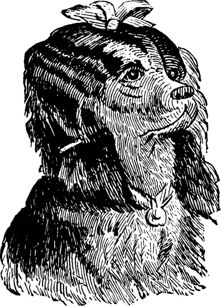 kinesisk naken hund, årgång illustration. vektor