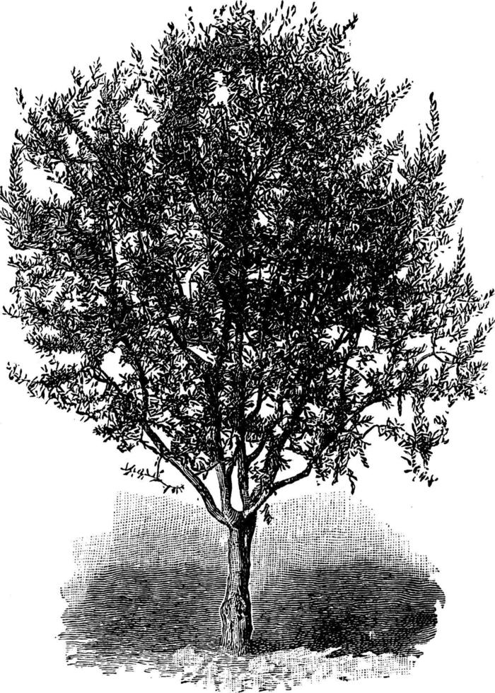 ett oliv träd årgång illustration. vektor