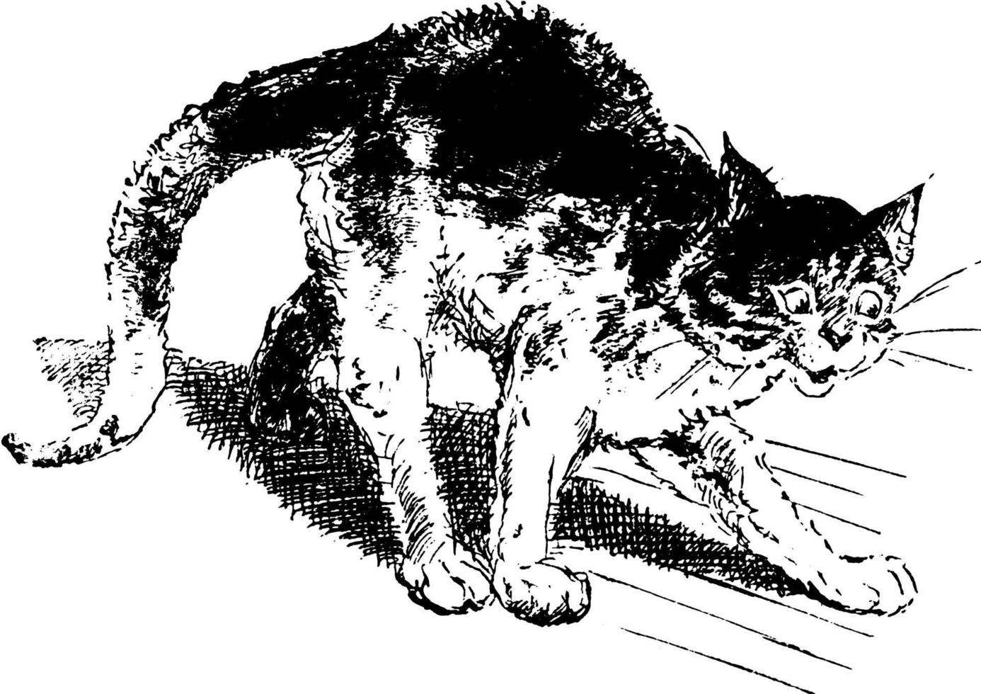 katt, årgång illustration. vektor