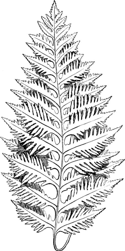 polypodium vulgare cambricum årgång illustration. vektor