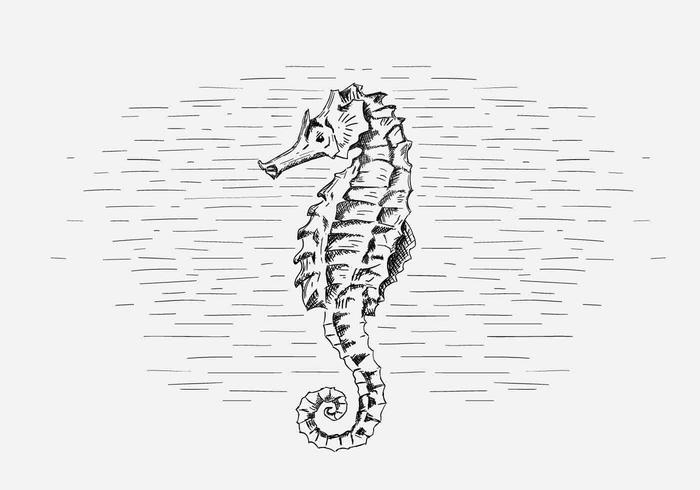 Free vector seahorse illustration