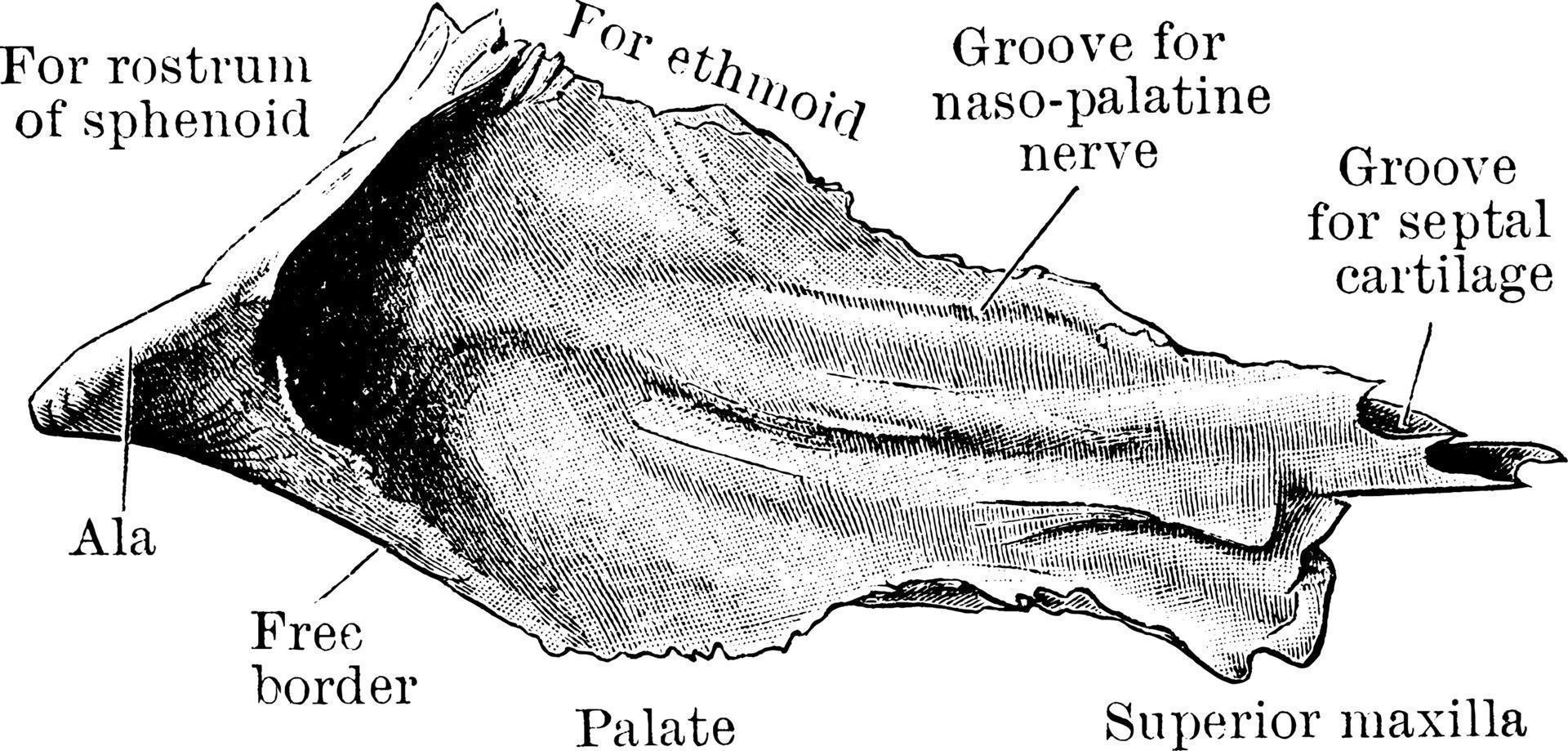 vomer, årgång illustration. vektor