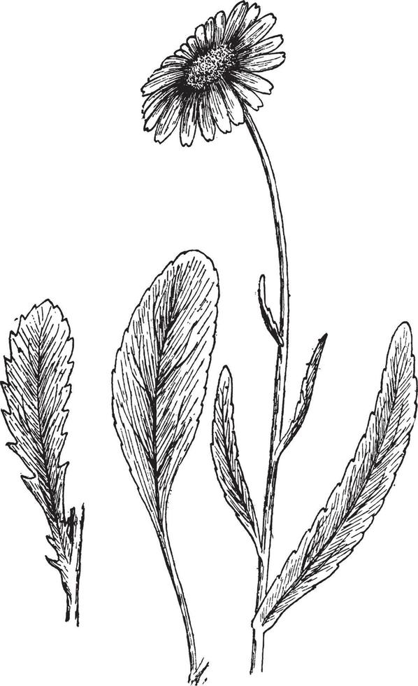 chrysantheme maximale vintage illustration. vektor
