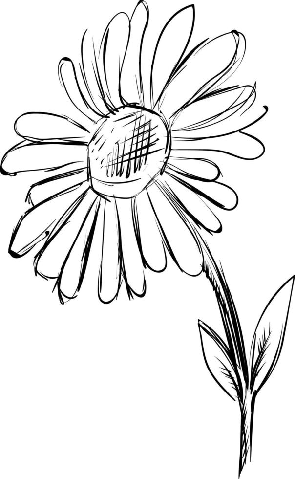 Gänseblümchen-Skizze, Illustration, Vektor auf weißem Hintergrund.
