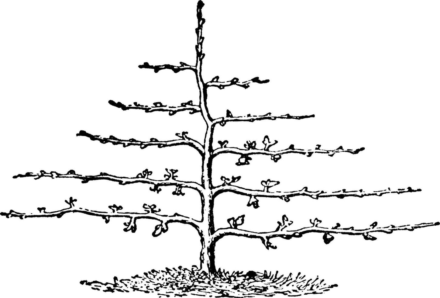 beschnittener Baum, Vintage Illustration. vektor