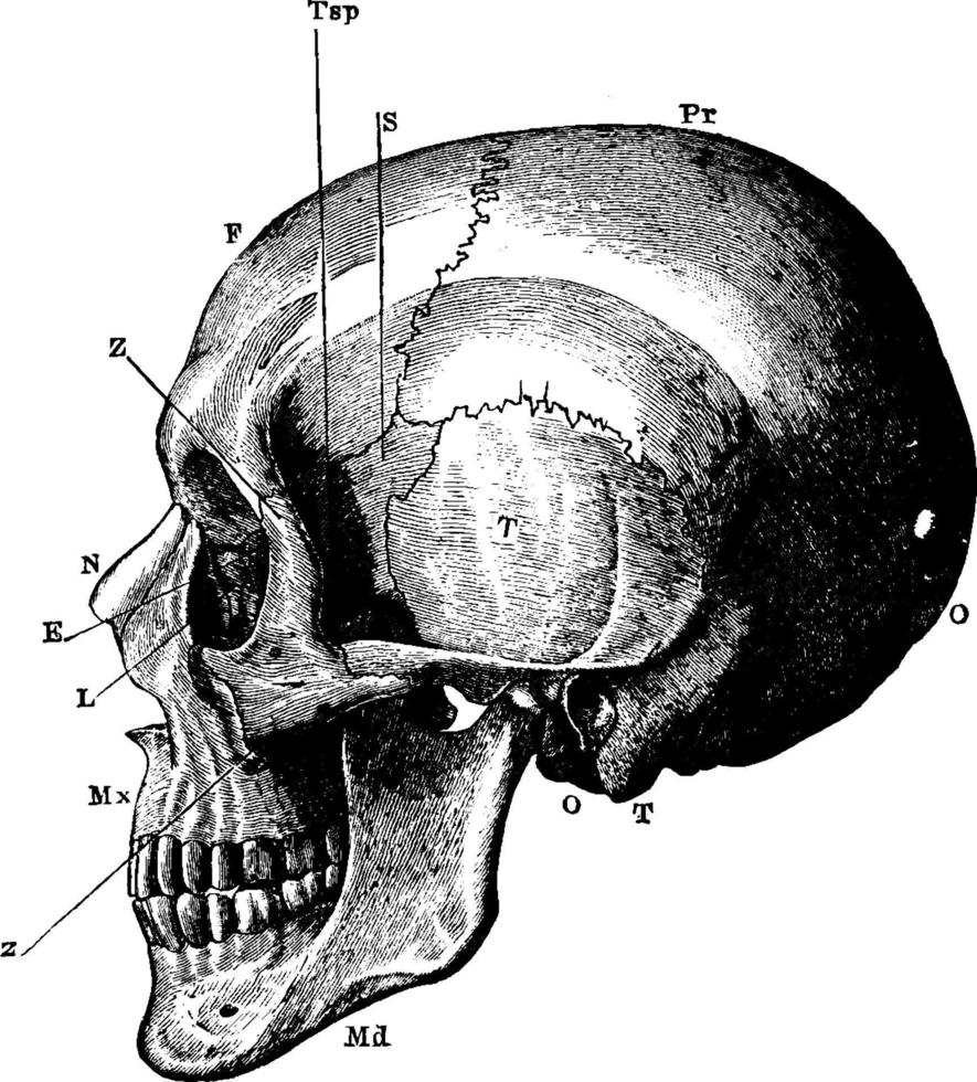 de skalle, årgång illustration. vektor