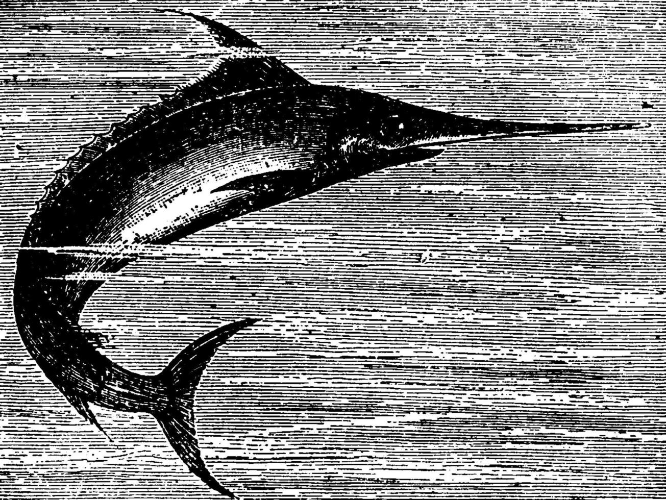 Schwertfisch oder Xiphiidae, Vintage Illustration. vektor