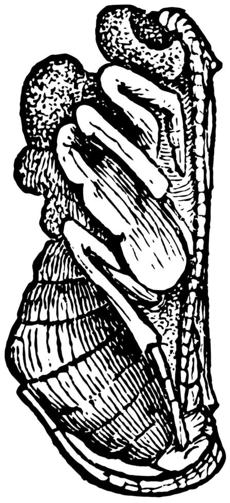 parasit geting puppa, årgång illustration. vektor