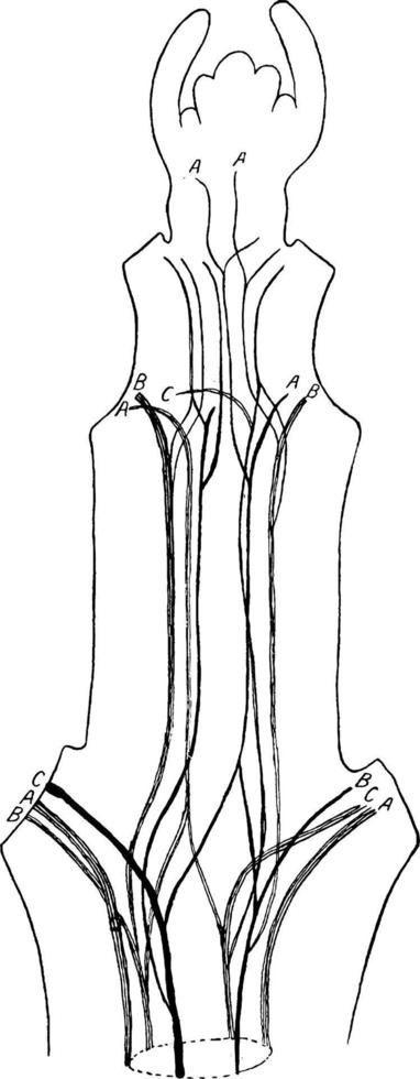 c. Vintage Illustration des Viticella-Stammes. vektor