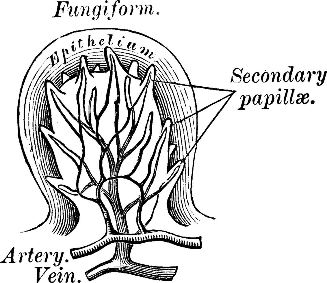 svampform papiller, årgång illustration. vektor