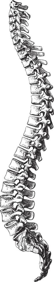 sida se av vertebral kolumn, årgång illustration. vektor