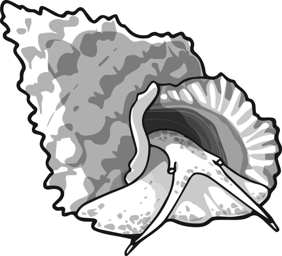 en hav mussla. teckning tillverkad förbi hand i nyanser av grå. för färg böcker och din böcker. vektor