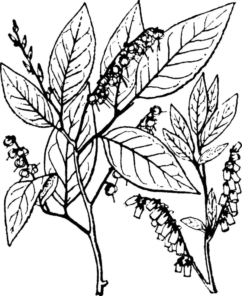 Leucothoe-Weinleseillustration. vektor