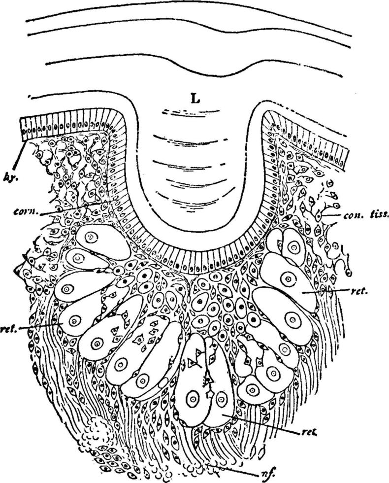 Limulus, Vintage-Illustration. vektor