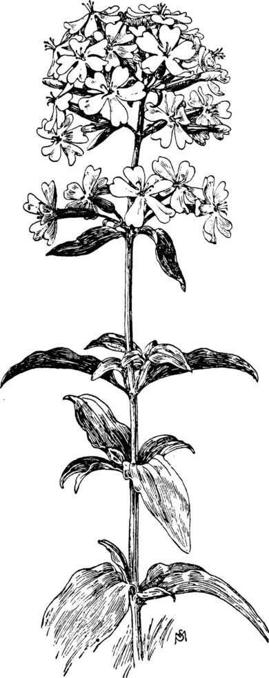 saponaria officinalis årgång illustration. vektor