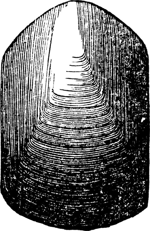 brachiopode lingula lewisii, vintage illustration. vektor