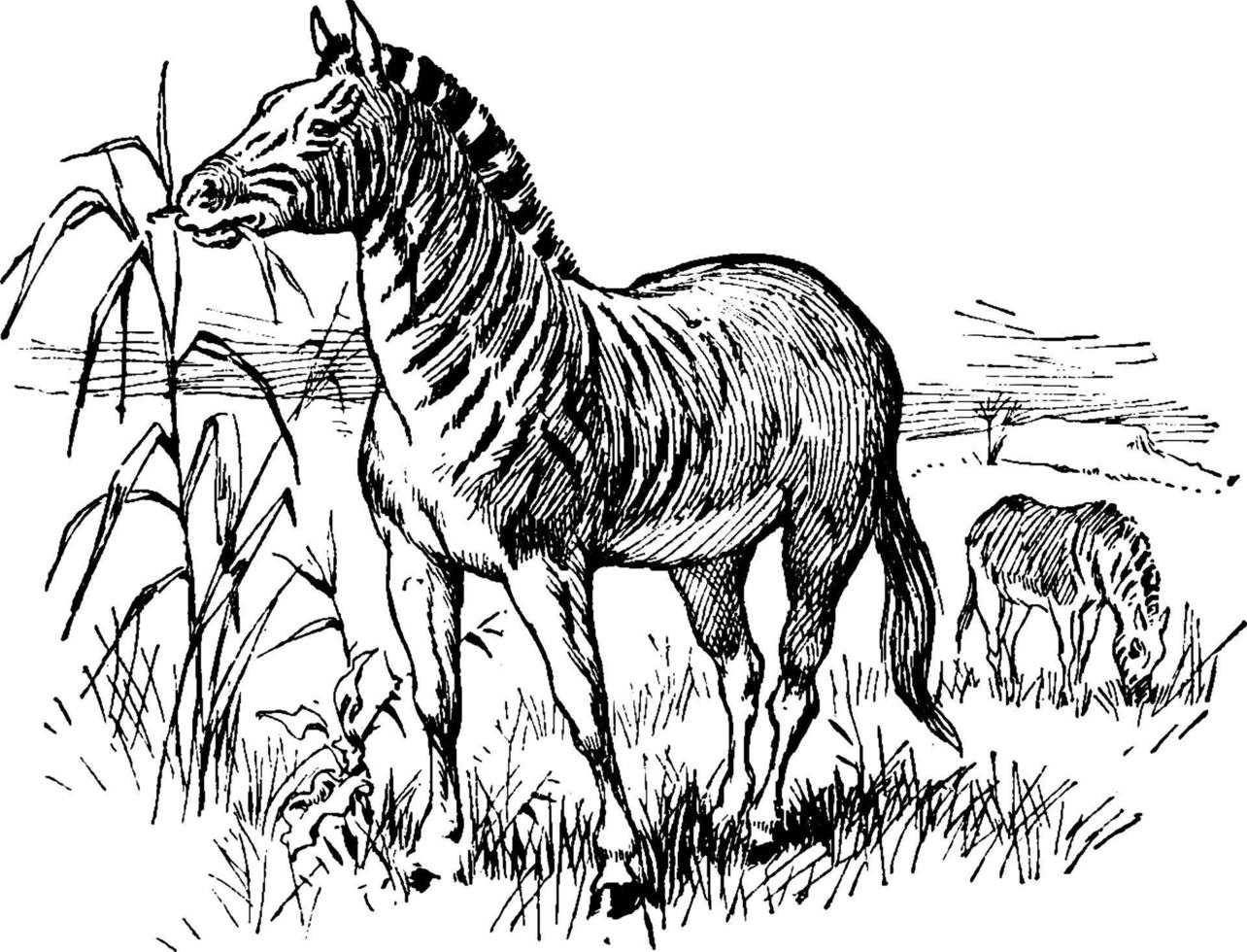 Quagga, Vintage-Illustration. vektor