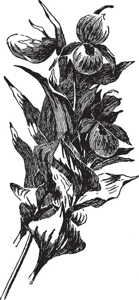 cypripedium pubescens årgång illustration. vektor