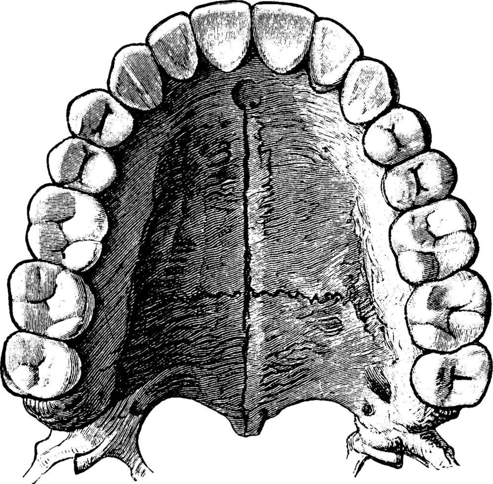 obere bleibende Zähne, Vintage-Illustration. vektor