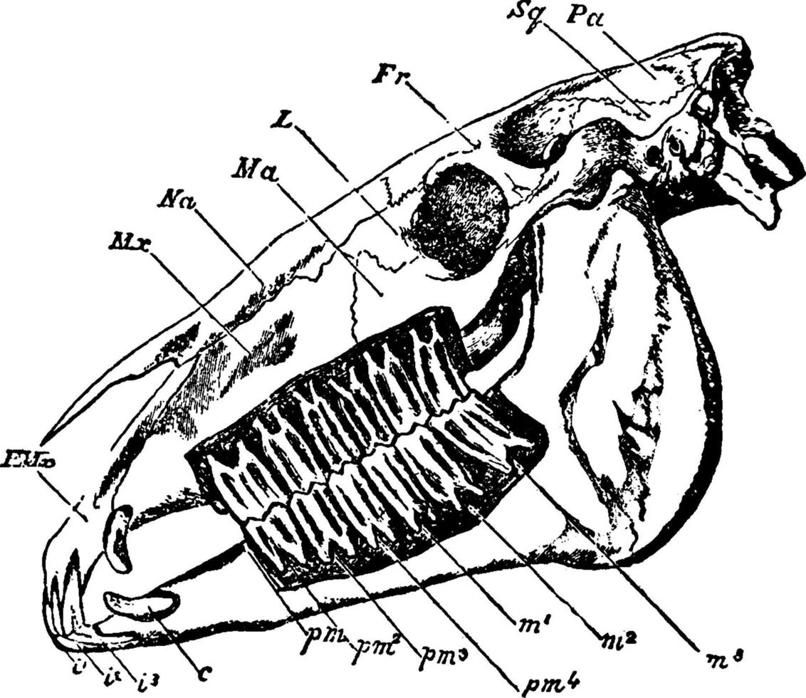 häst skalle, årgång illustration. vektor