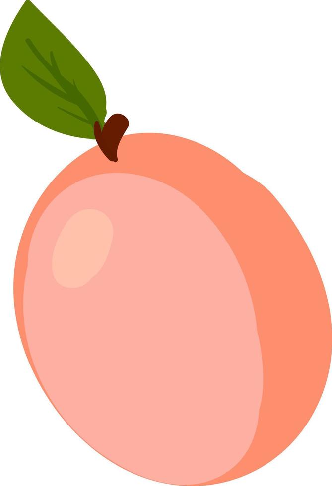 aprikos platt, illustration, vektor på vit bakgrund.