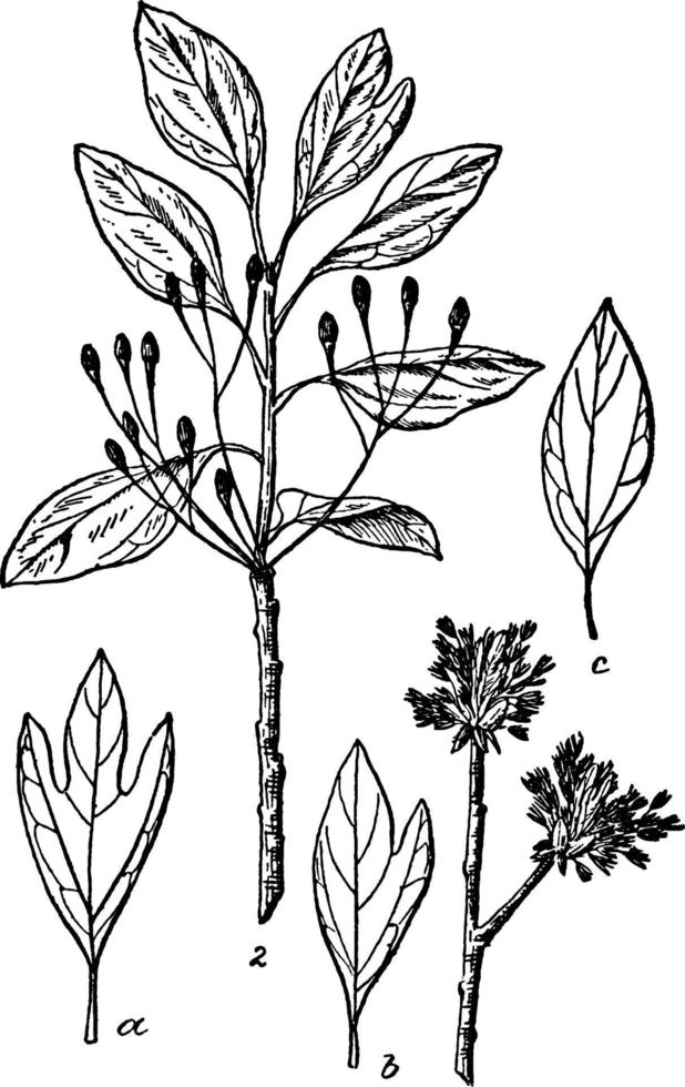 sassafras-weinleseillustration. vektor