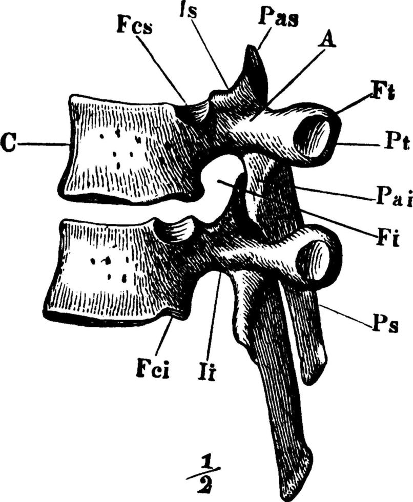 Rückenwirbel, Vintage Illustration. vektor