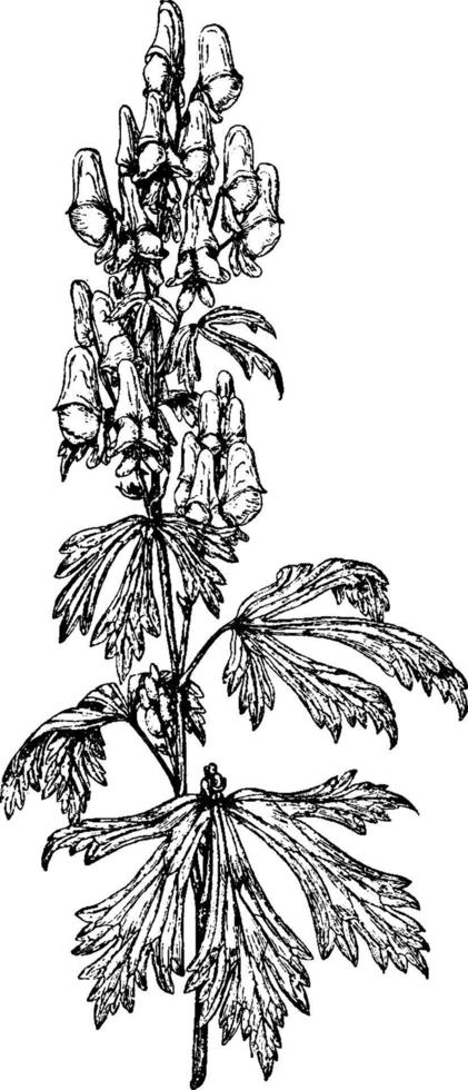 Aconitum hösten årgång illustration. vektor