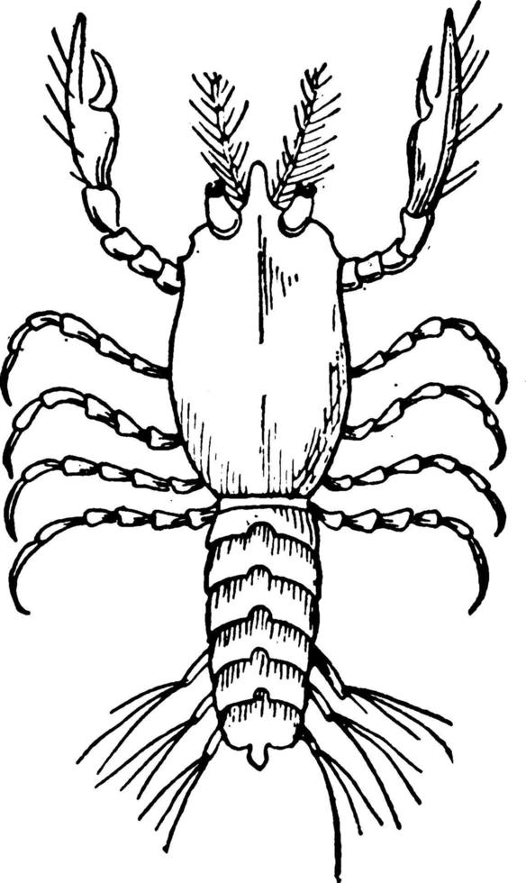 krabbor utveckling, årgång illustration. vektor