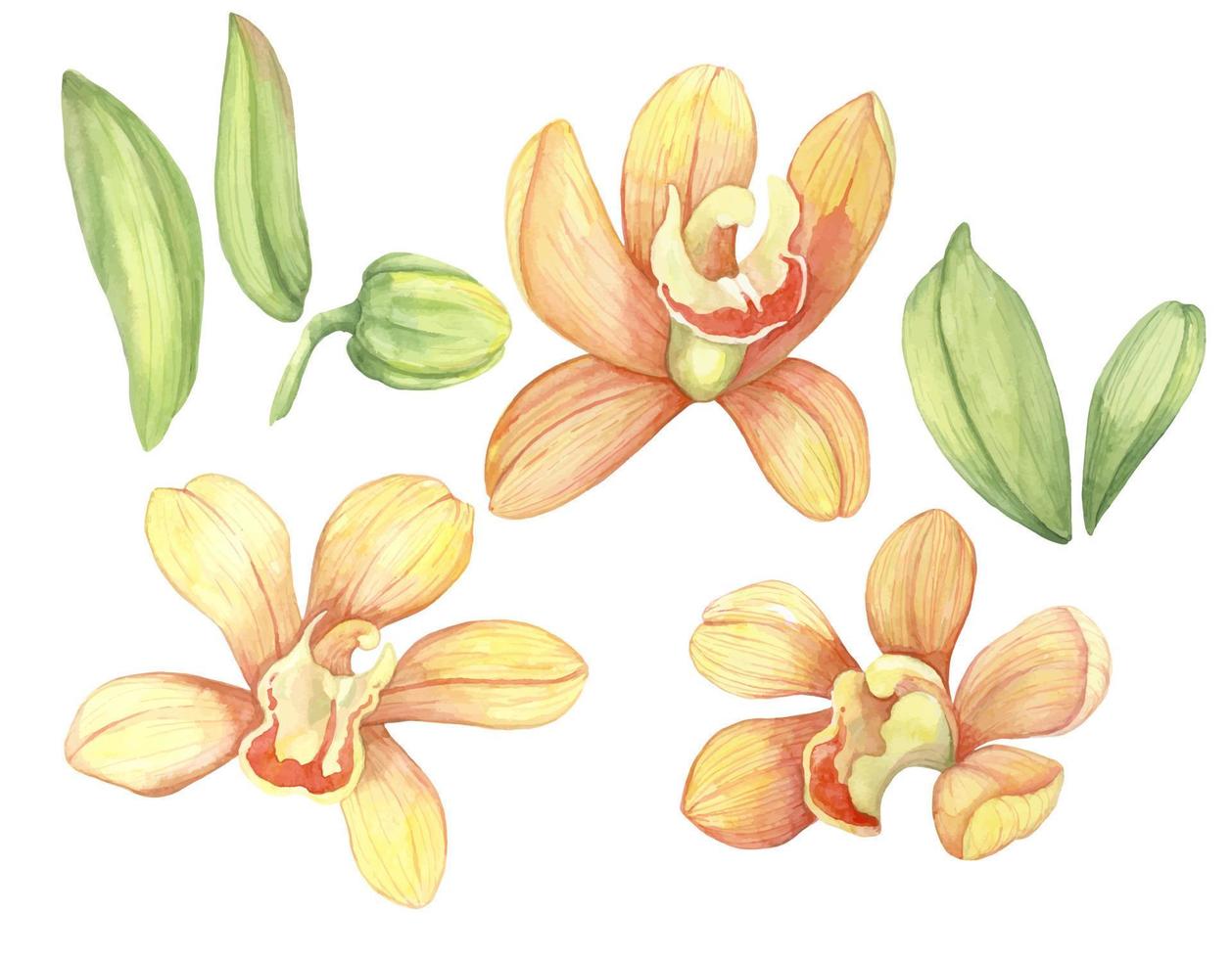 gelbe orchideen, blumen und blumensträuße, aquarell handgezeichnete illustration vektor