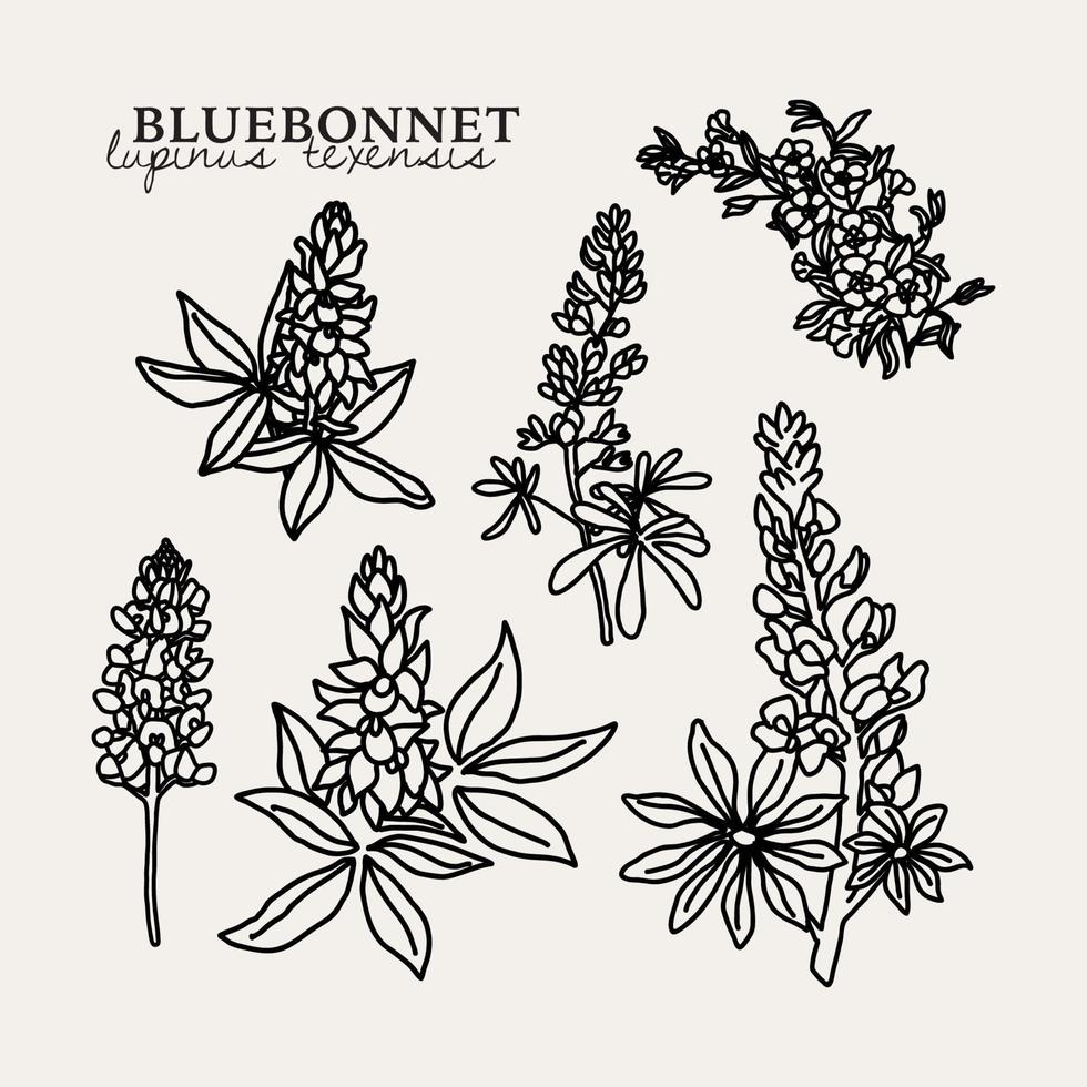 botanische Bluebonnet-Illustration vektor