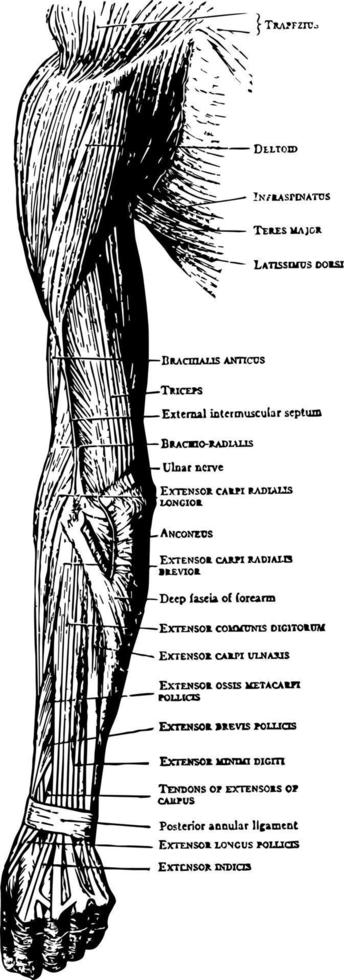 muskler på de tillbaka av de ärm underarm och hand årgång illustration. vektor